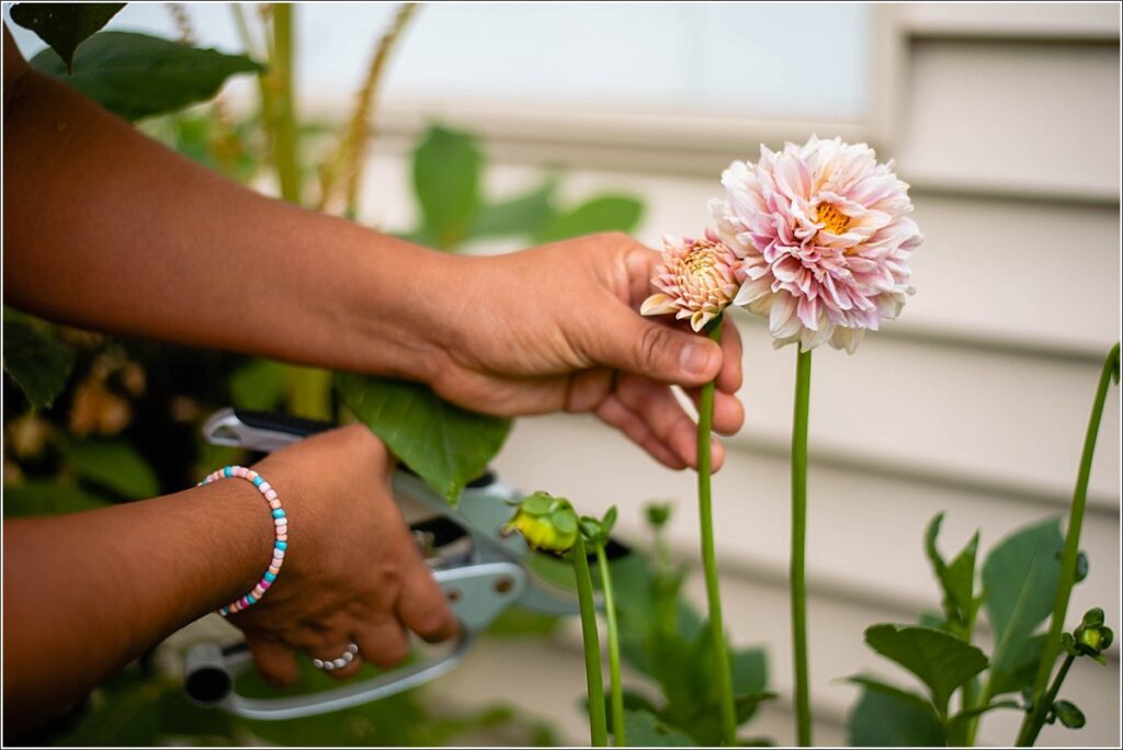 Dahlias in the garden , cur flowers