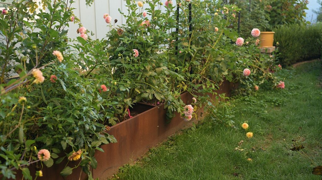 Corten Steel planters full of dahlia plants
