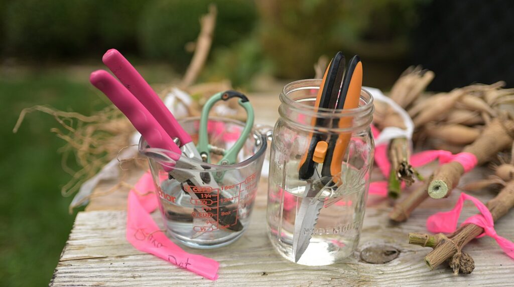 Tools I use to divide dahlia tubers