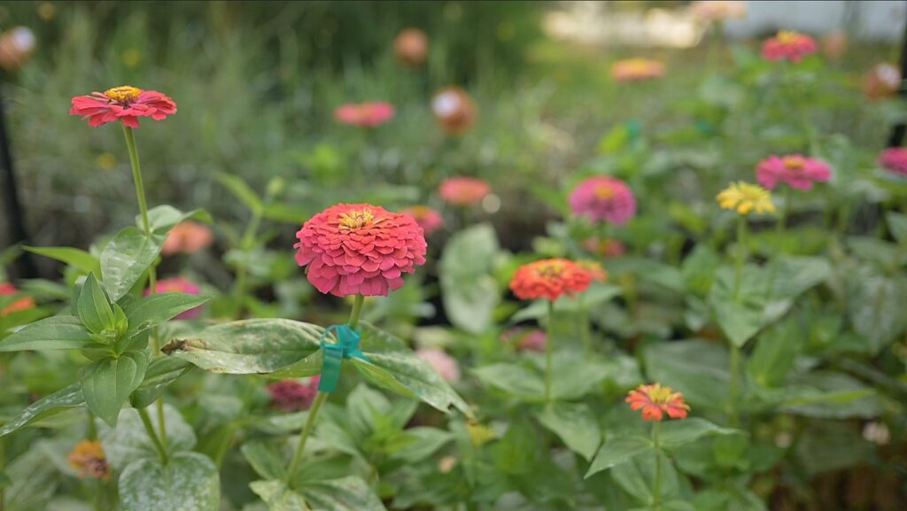 zinnias in full blooms and multi color