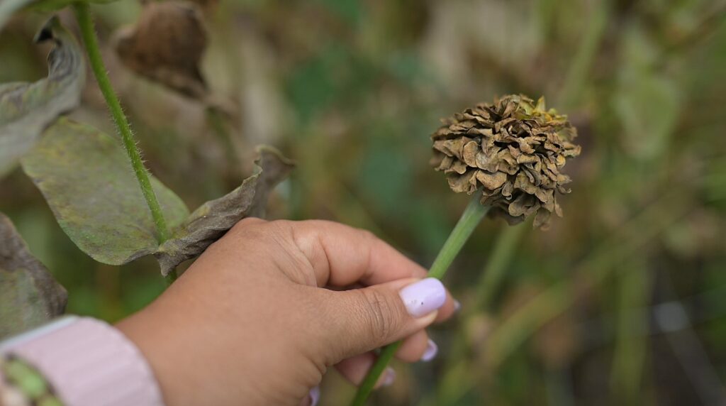 Dry and mature zinnia bloom ready for collecting seeds